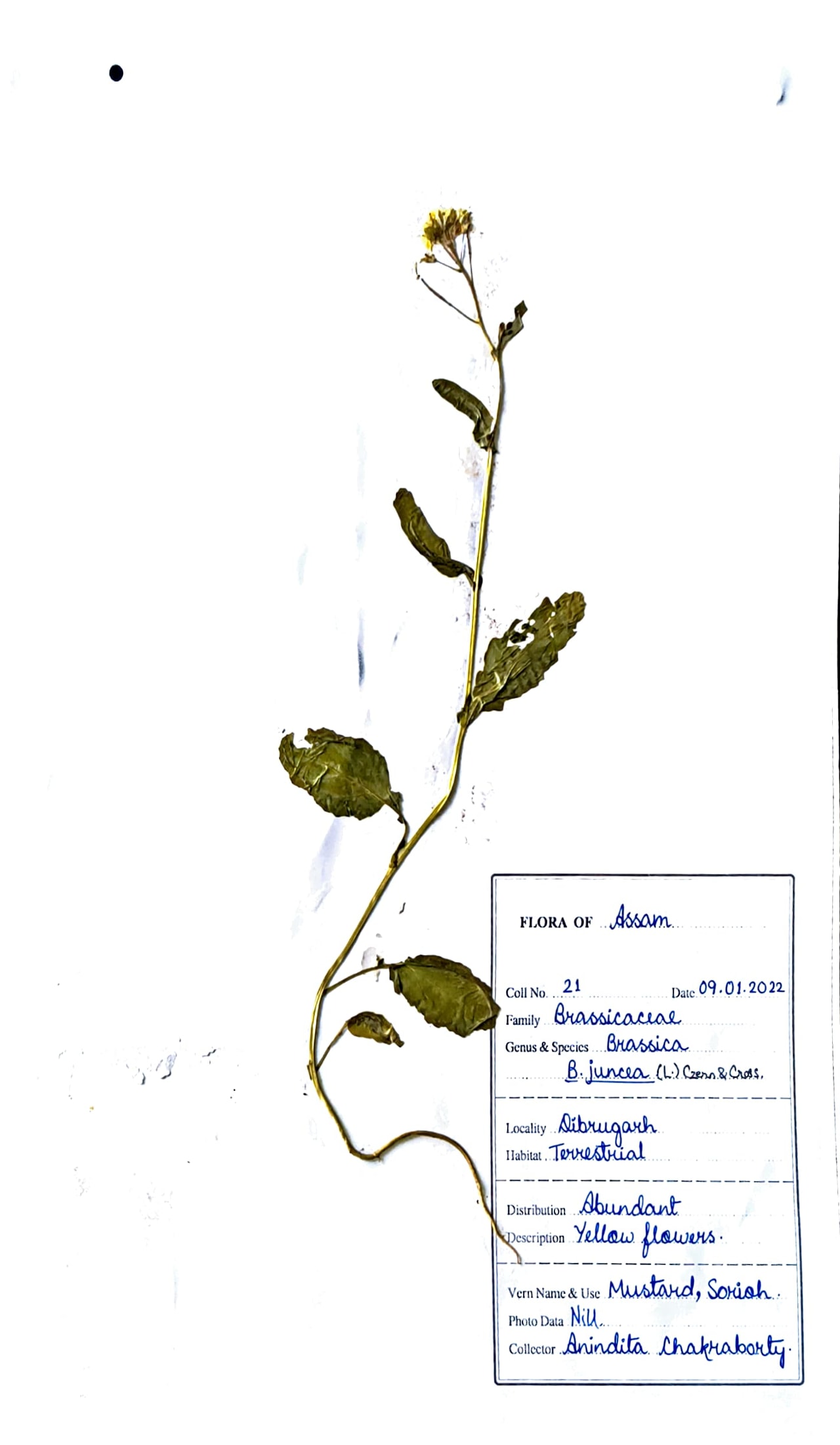 Sarioh (Ass.) (Herbarium)